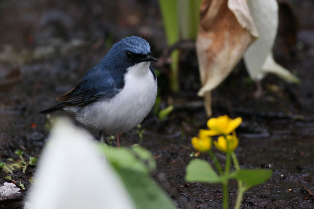 一年ぶりの戸隠、アカゲラやアカハラ、クロツグミなどいろいろな鳥と出会いました